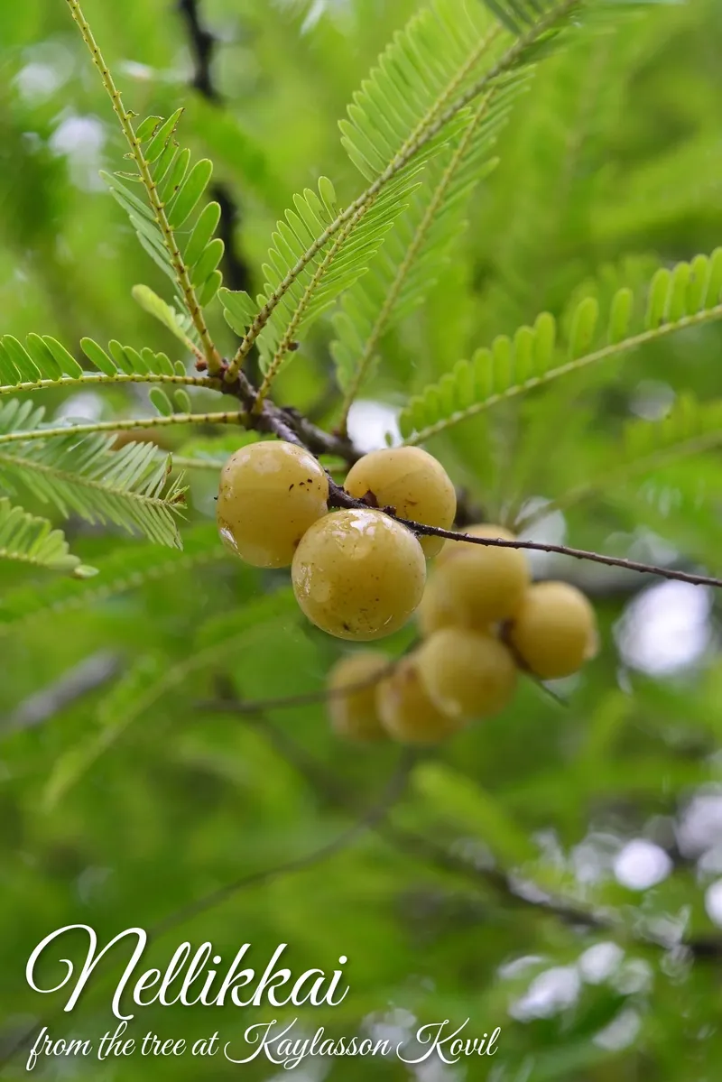 Nellikkai fruits growing on a branch with fine green leaves